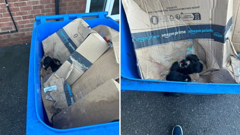Trash Collectors Freeze In Shock After Discovering A Pile Of Abandoned Kittens In The Bin