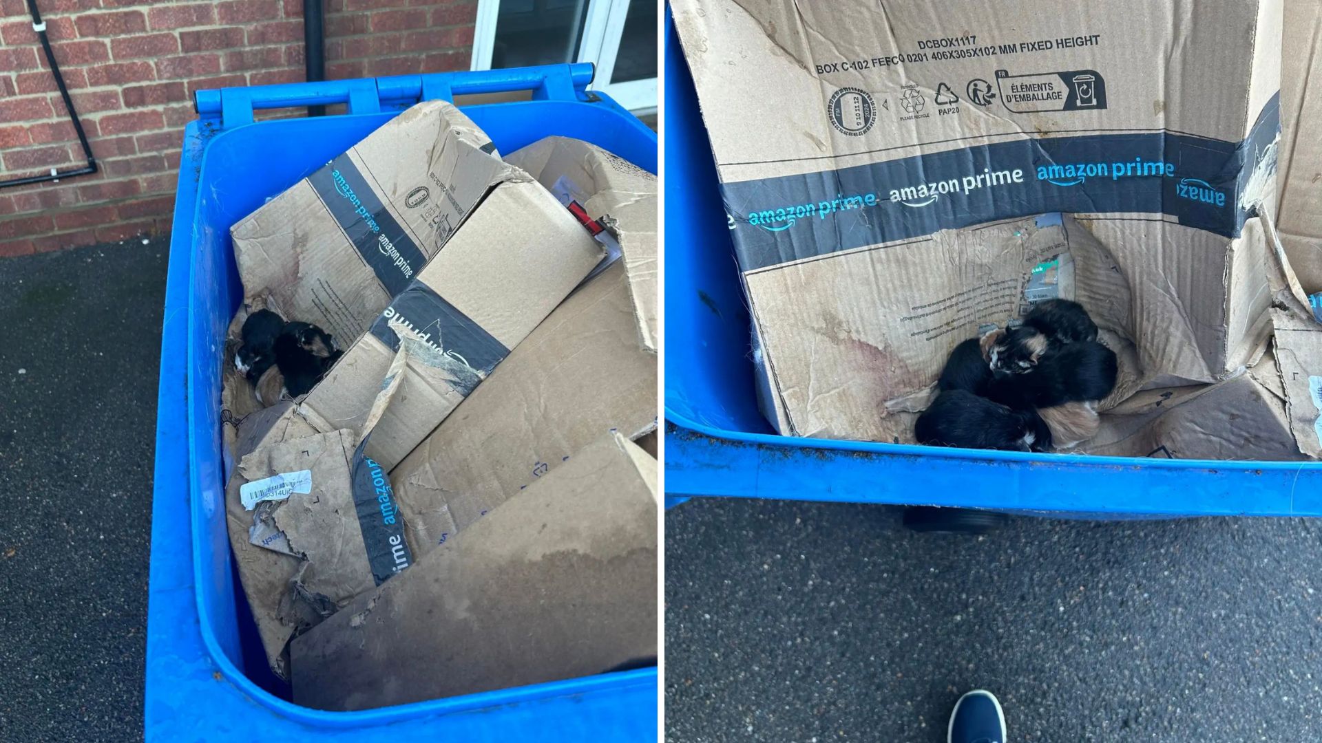 Trash Collectors Freeze In Shock After Discovering A Pile Of Abandoned Kittens In The Bin