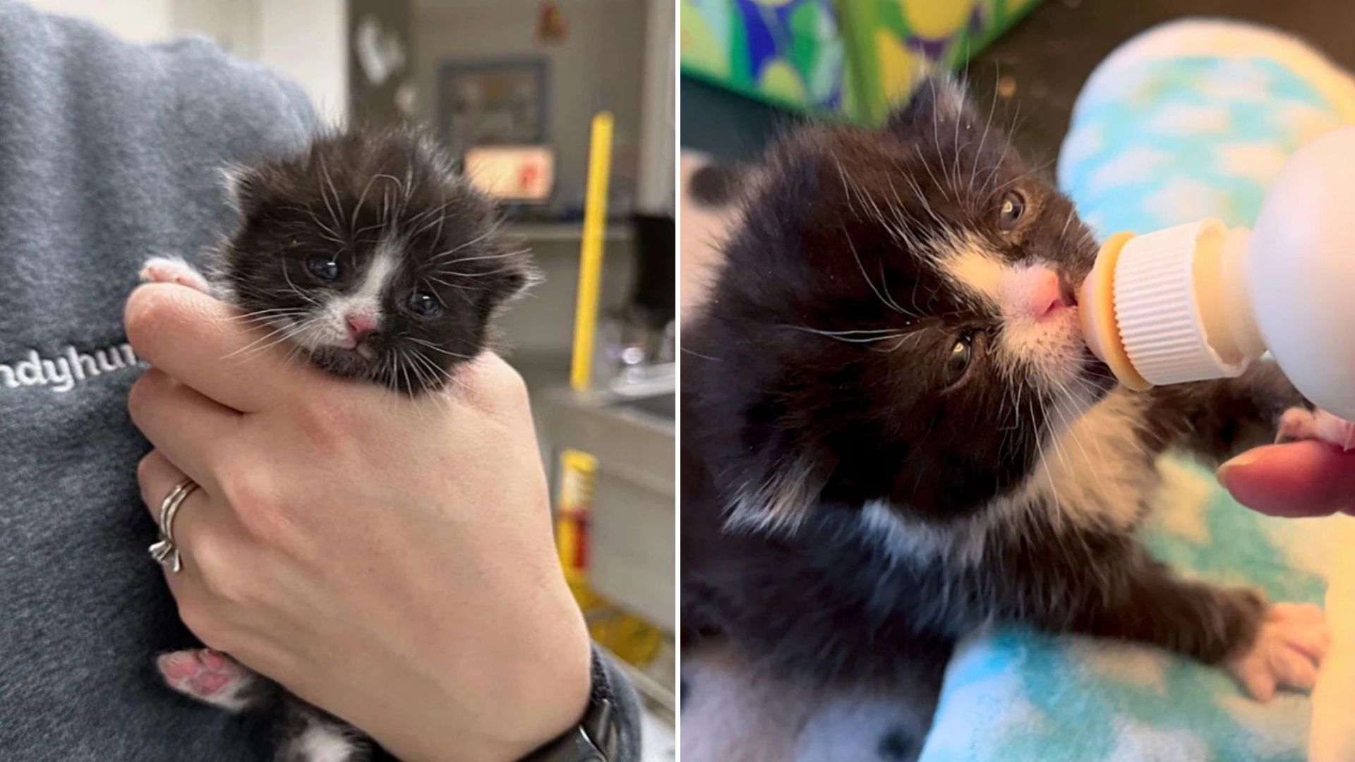 tiny kitten rescued