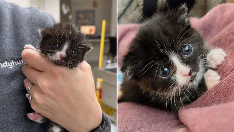 tiny kitten