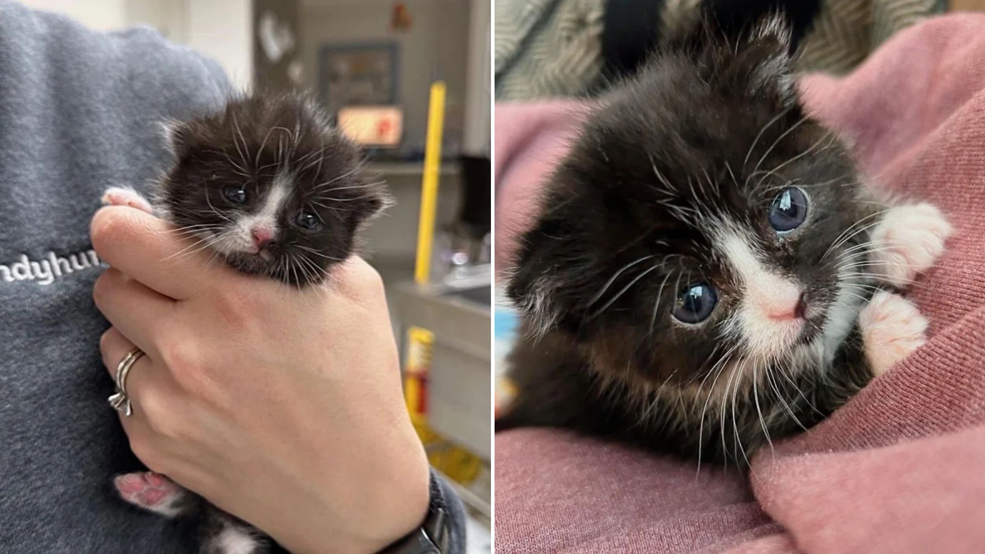 tiny kitten
