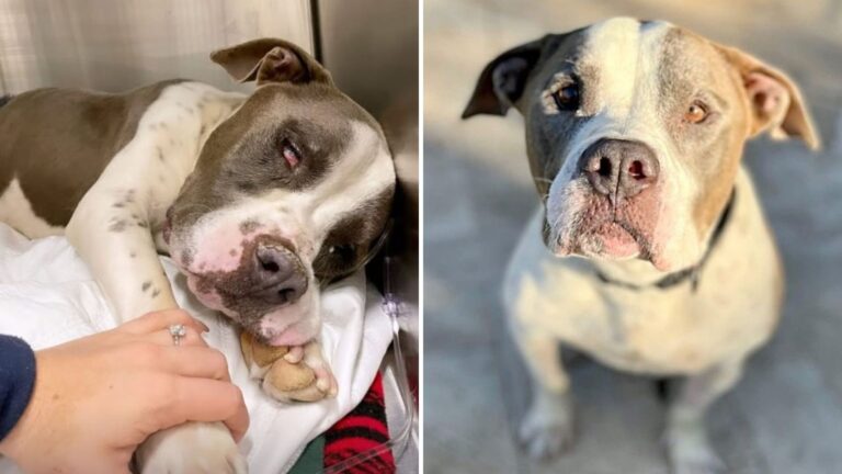 Used For Breeding And Then Dumped In The Arizona Desert, This Dog Was Rescued Just In Time