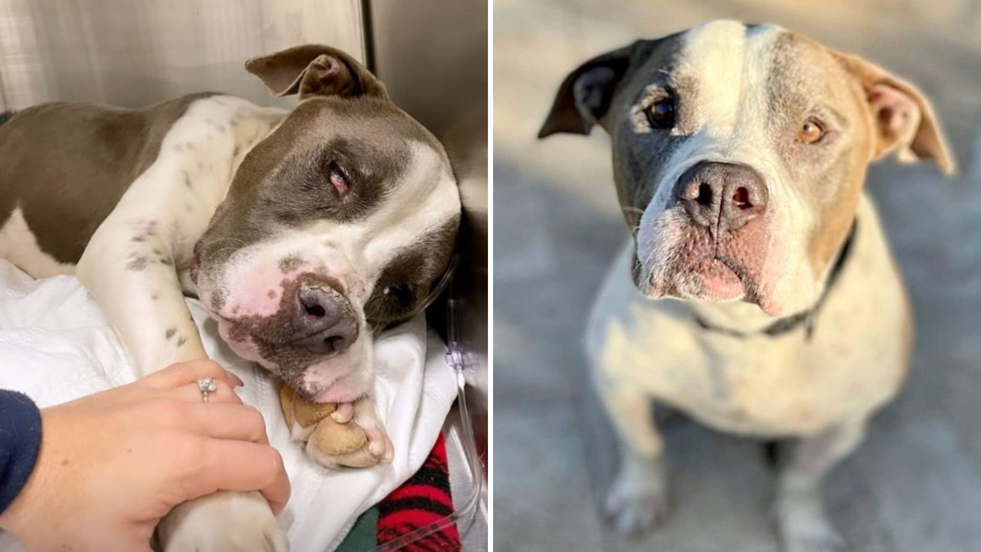 Used For Breeding And Then Dumped In The Arizona Desert, This Dog Was Rescued Just In Time