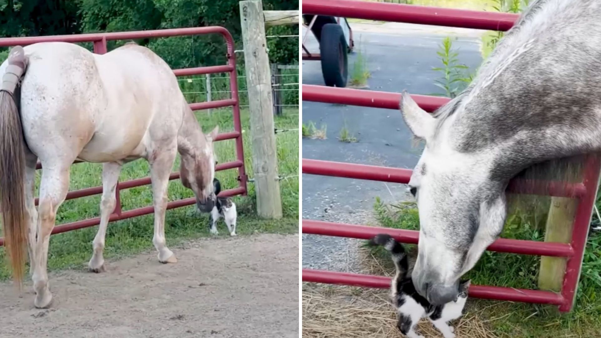 Utah Mustang Sees Tiny Kitten And Chooses To Keep Him Forever