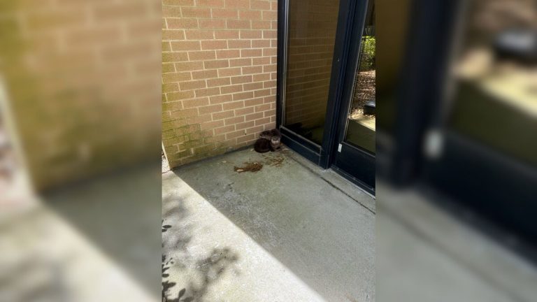 two baby otters
