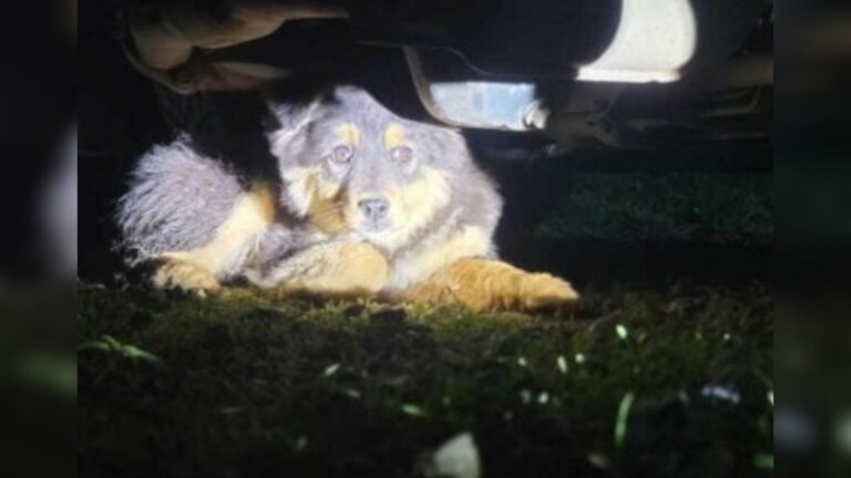 Washington Woman Stops In Her Tracks After Hearing Strange Sounds Beneath Her Car