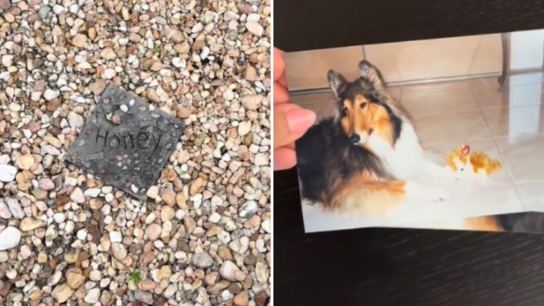 Dogs grave