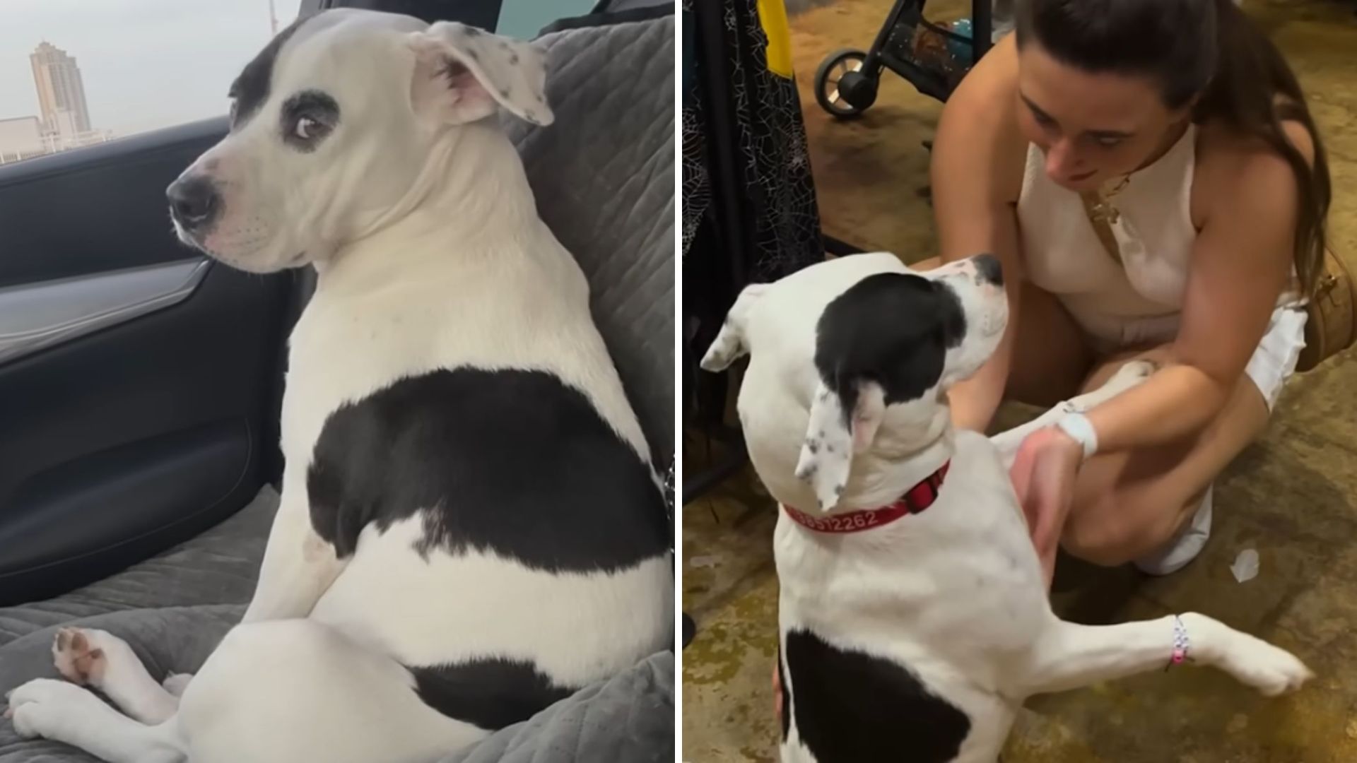 Woman Finds Shivering Dog At Houston Warehouse Guarding Something Special