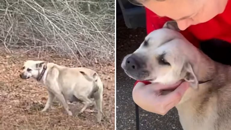 sweet dog