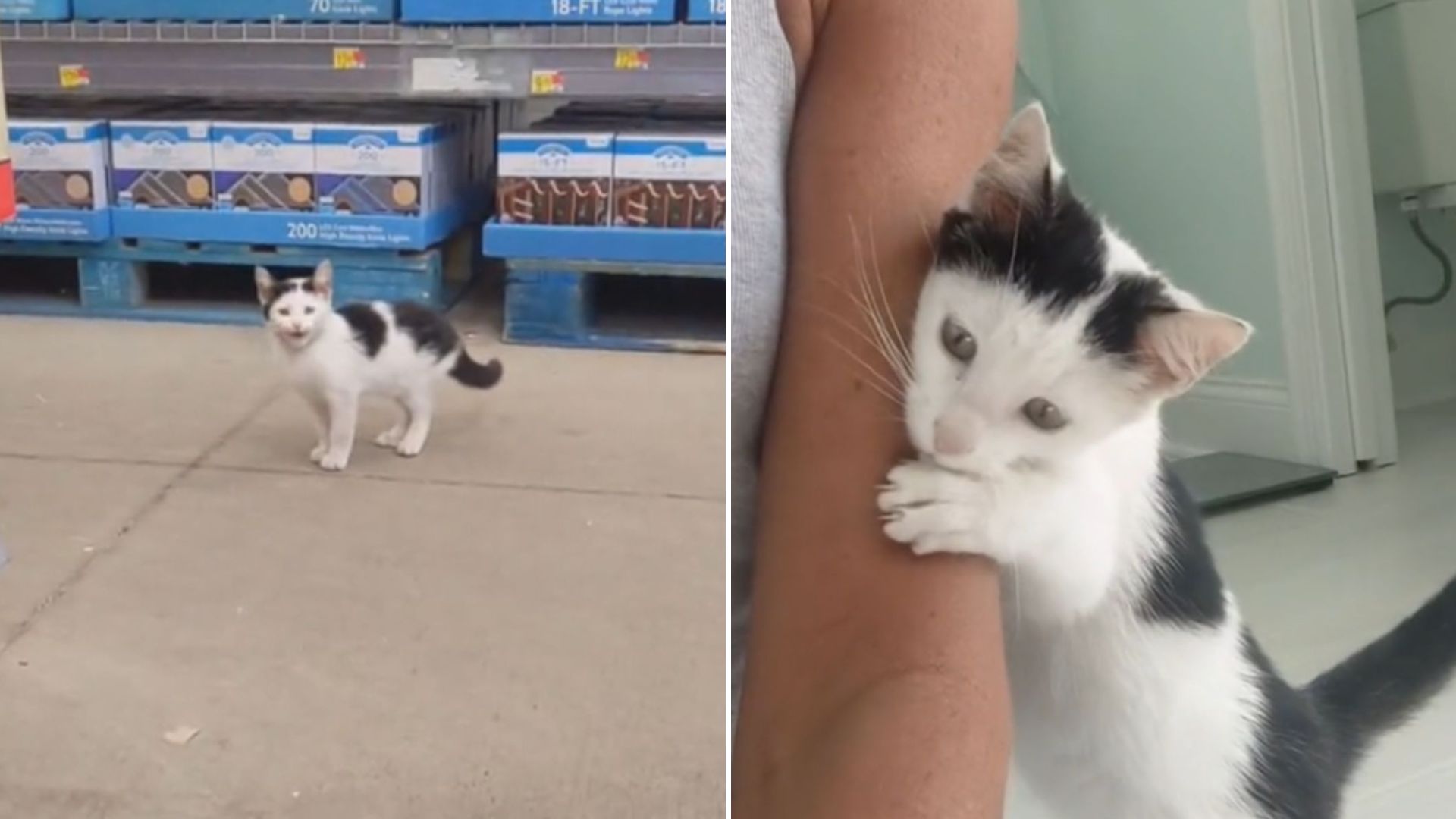 kitten in walmart