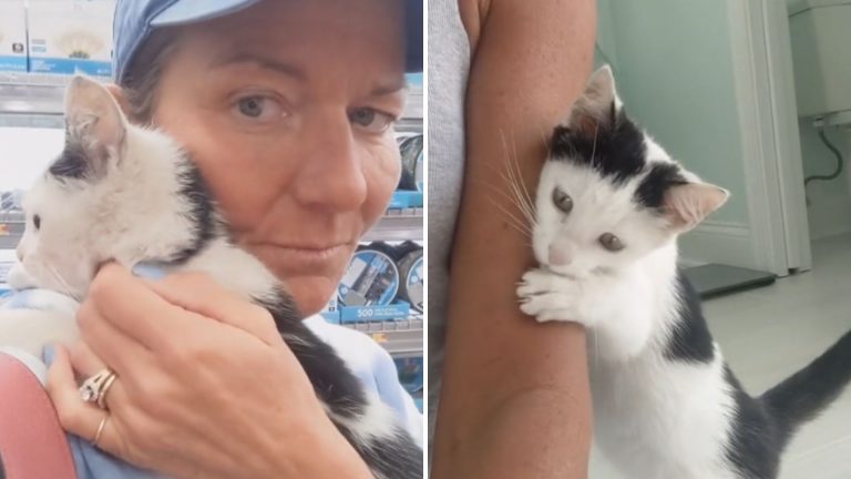 woman and sweet kitten