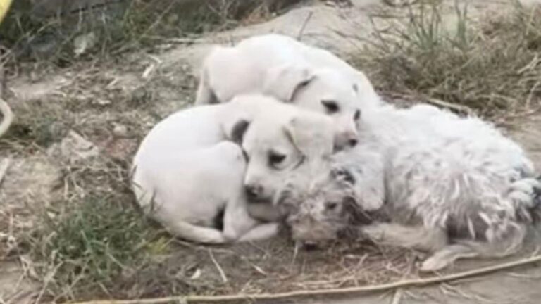 white dogs
