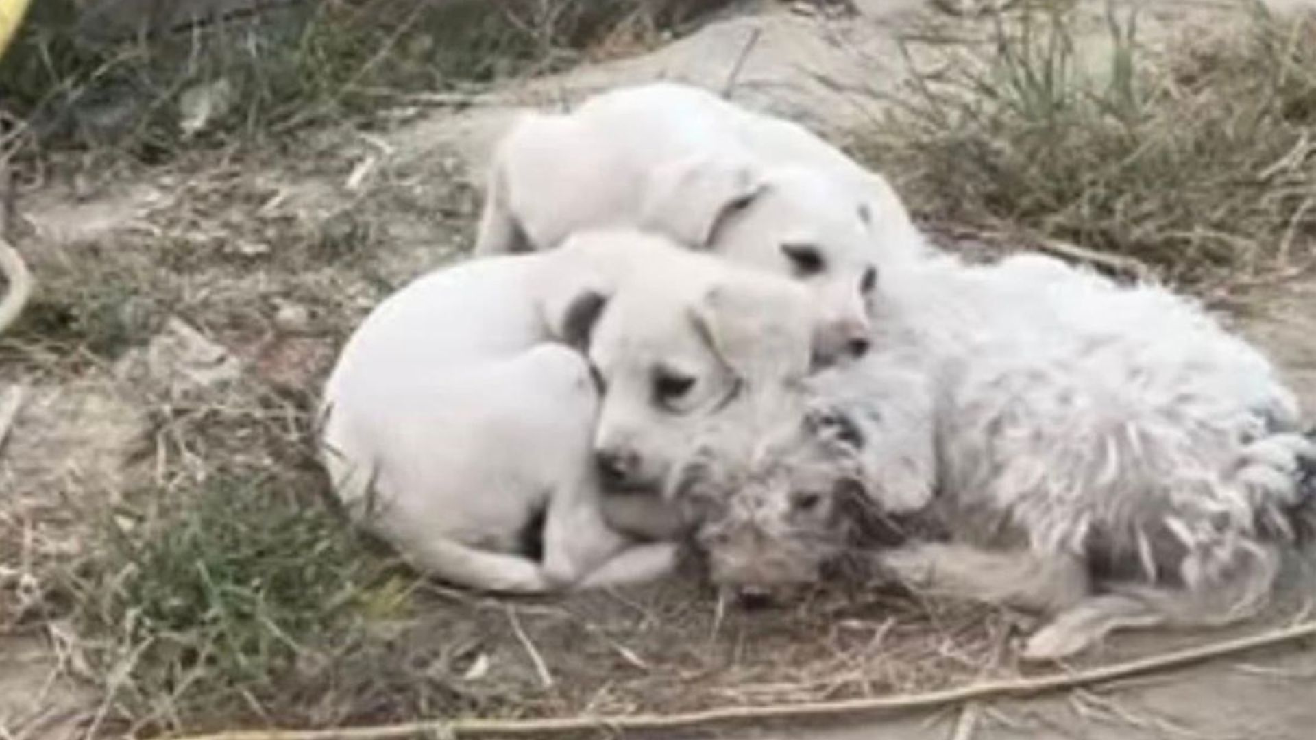 white dogs