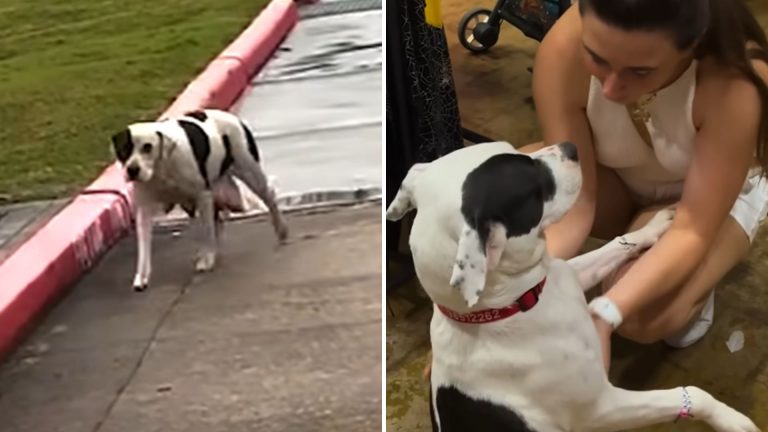 freezing dog