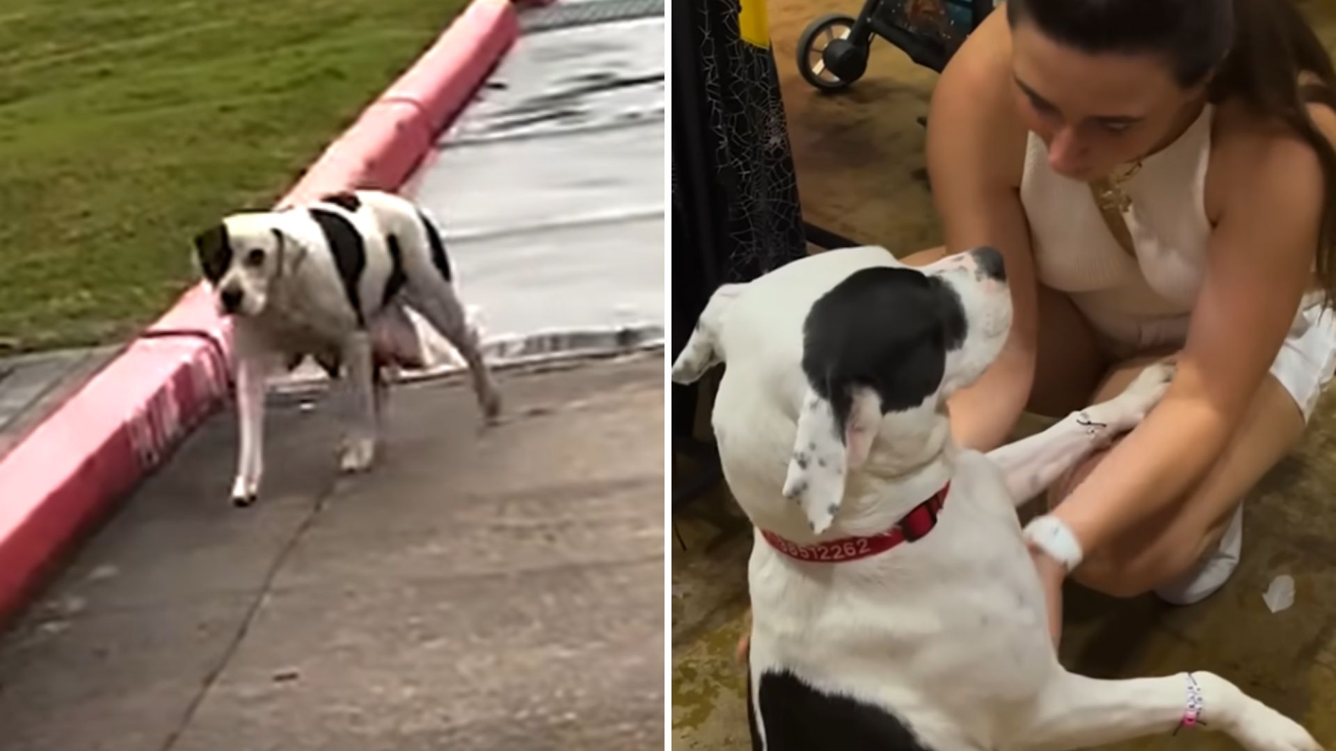 freezing dog