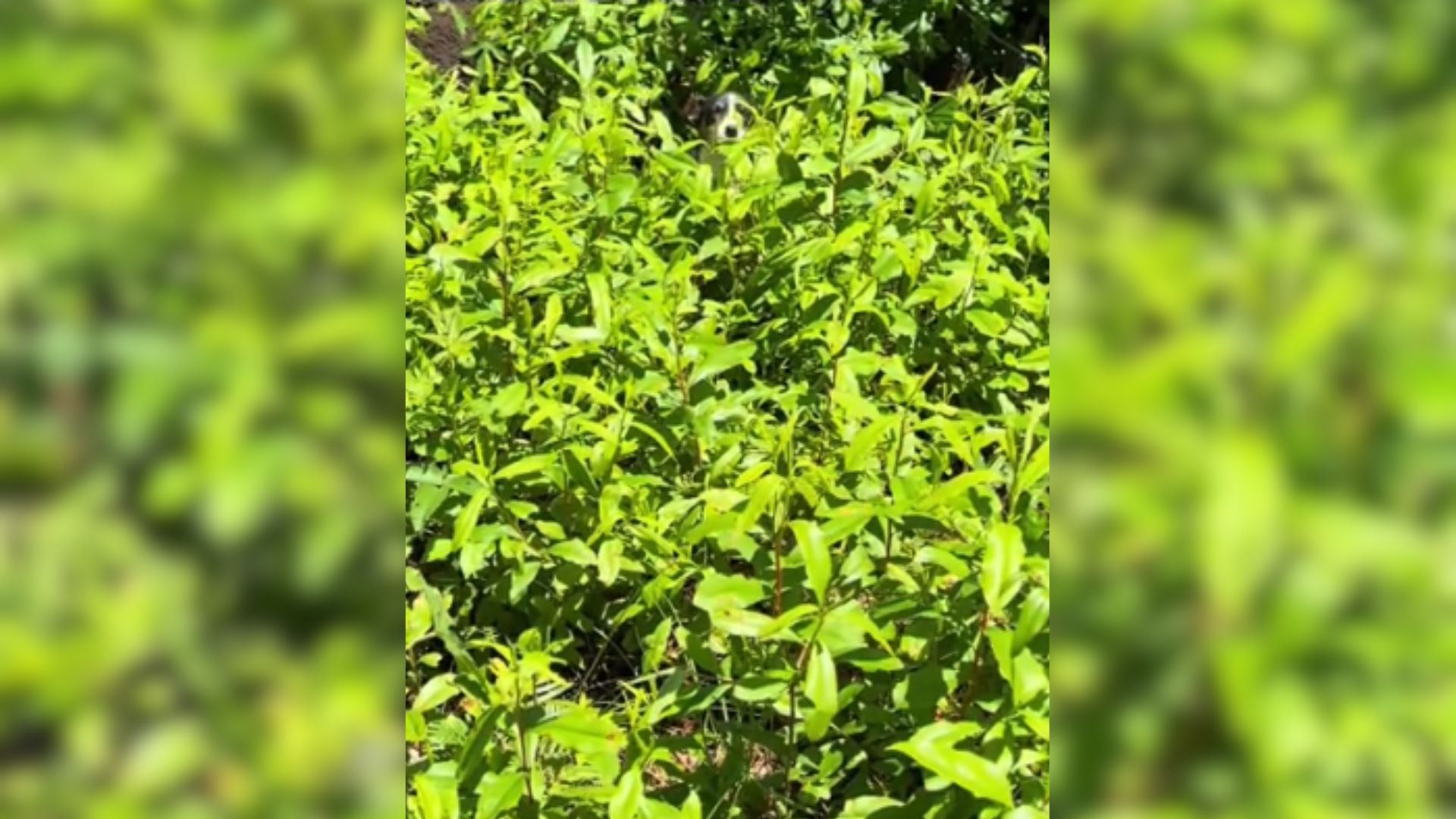 animal in bush