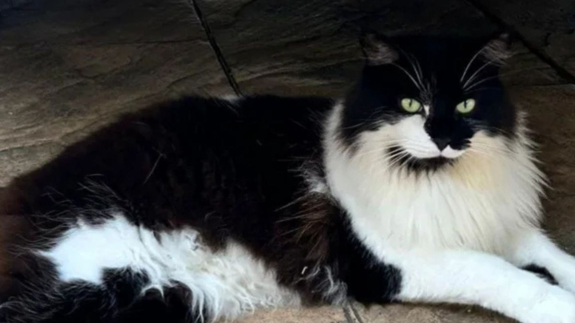 Woman Shocked When Her Cat Comes Home 4 Days After She Cremated Him