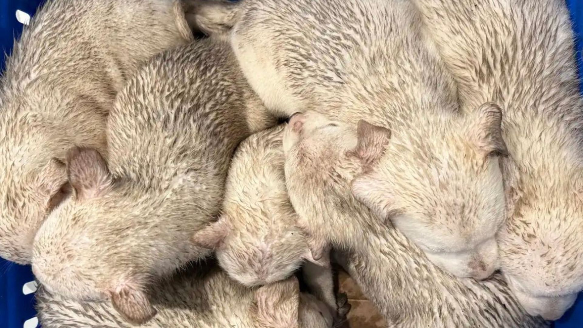 puppies in the basket
