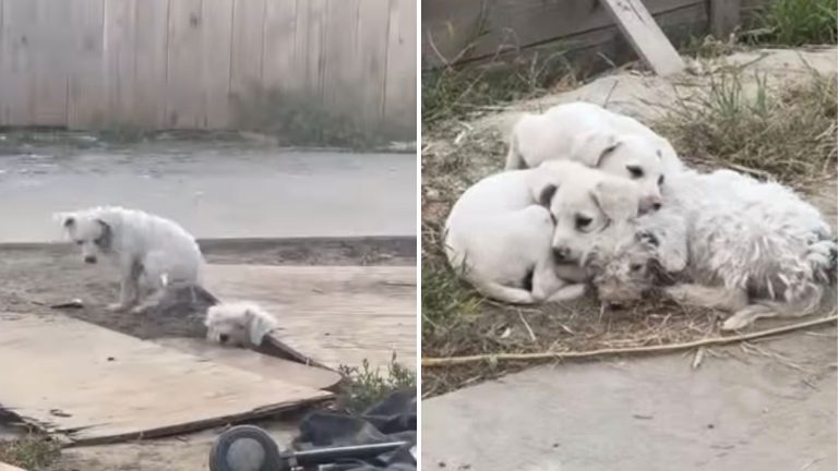 white dogs