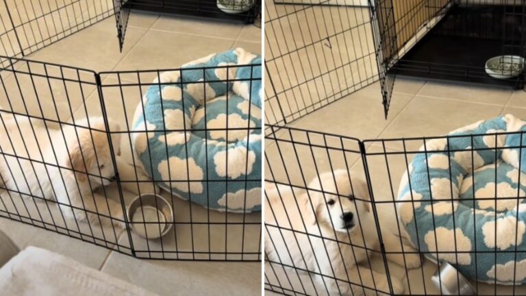 You Won’t Believe The Meltdown This Florida Puppy Has When His Food Bowl Is Empty