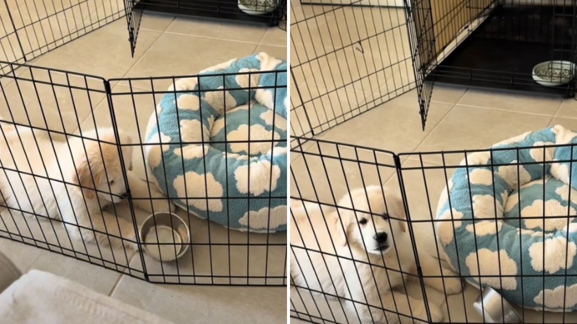 You Won’t Believe The Meltdown This Florida Puppy Has When His Food Bowl Is Empty
