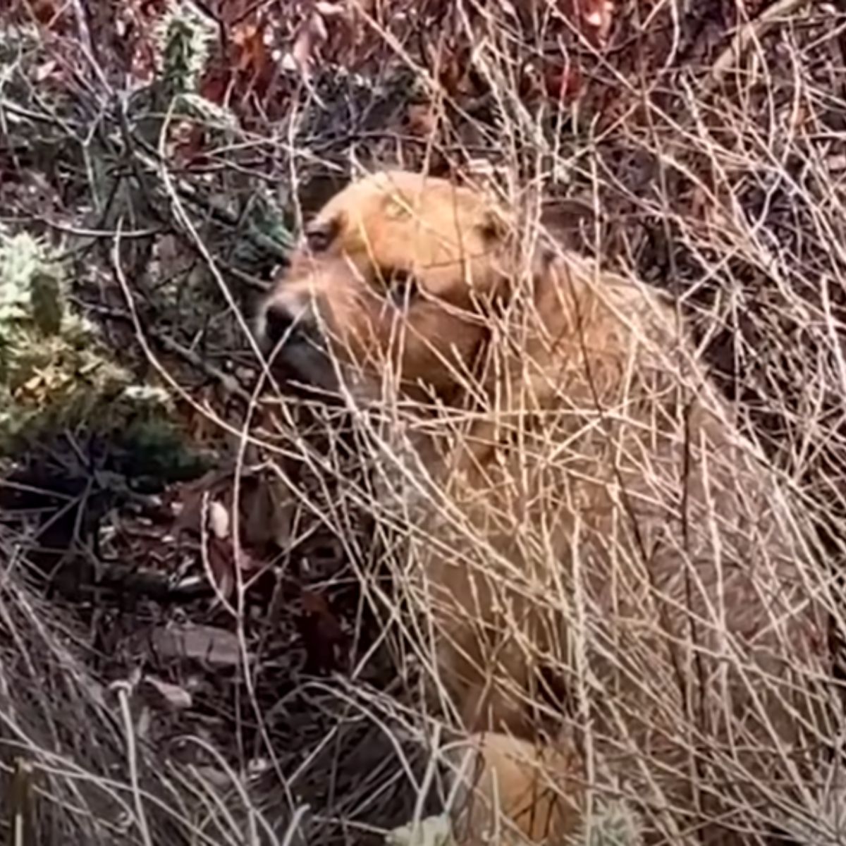 abandoned brown dog
