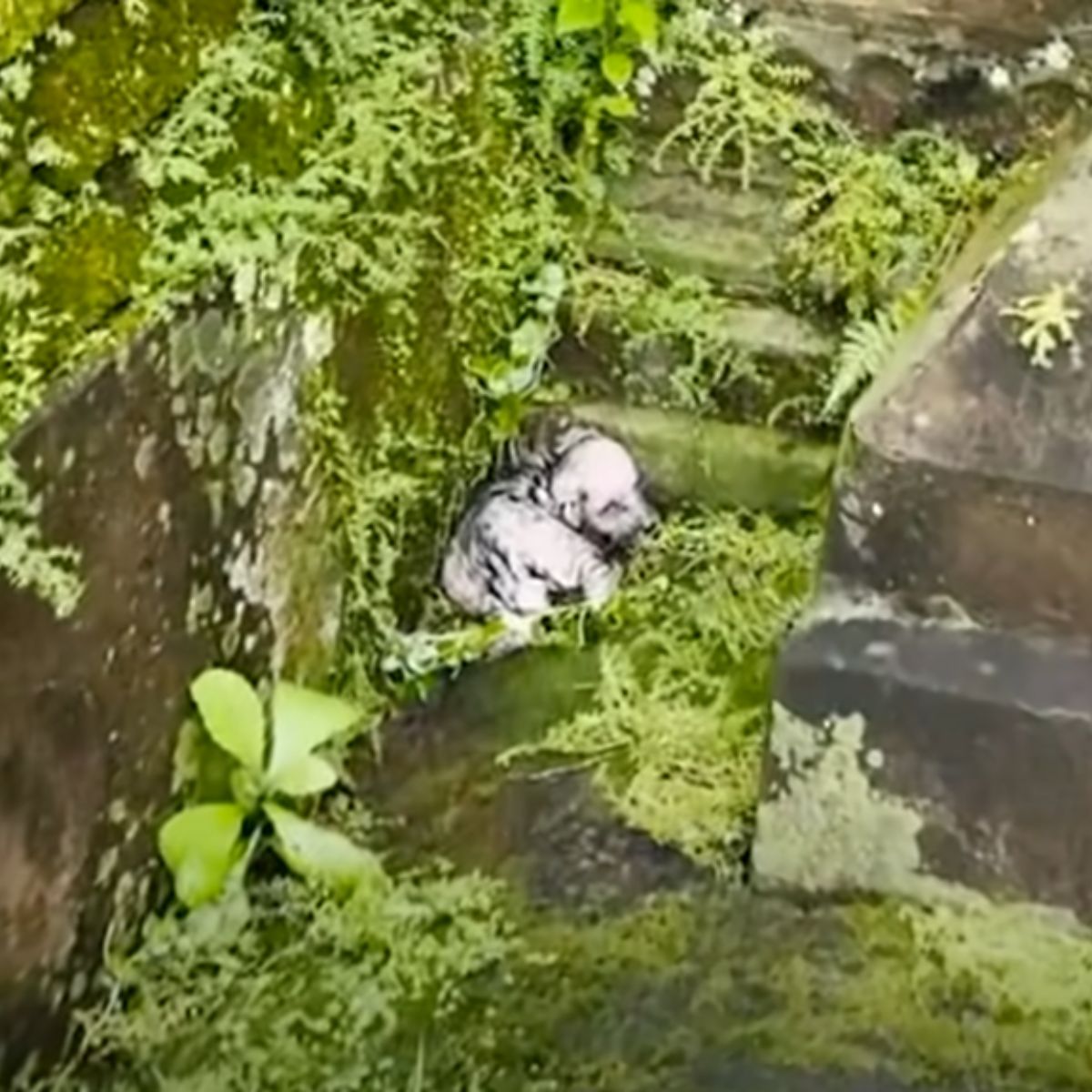 abandoned puppy