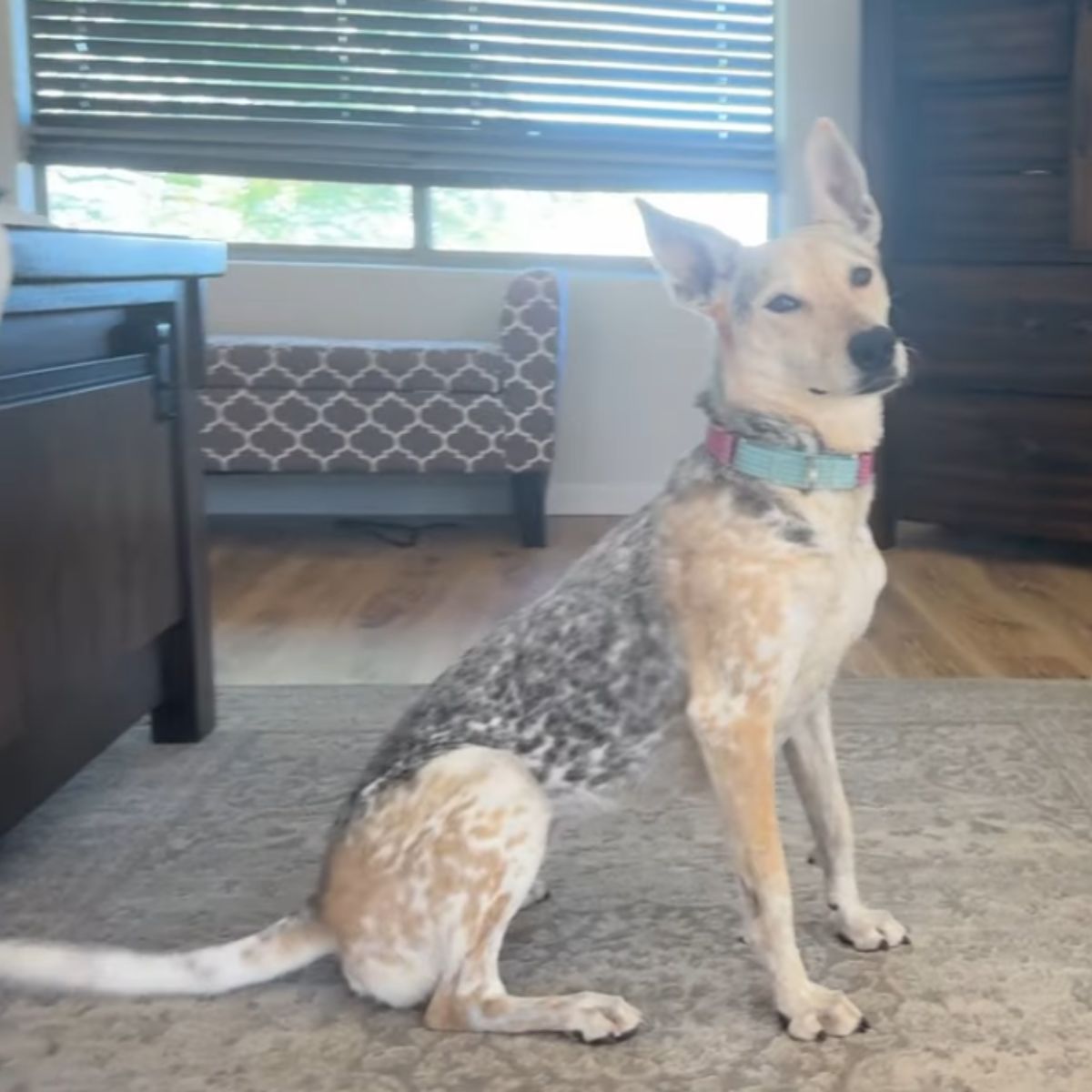 adopted coyote