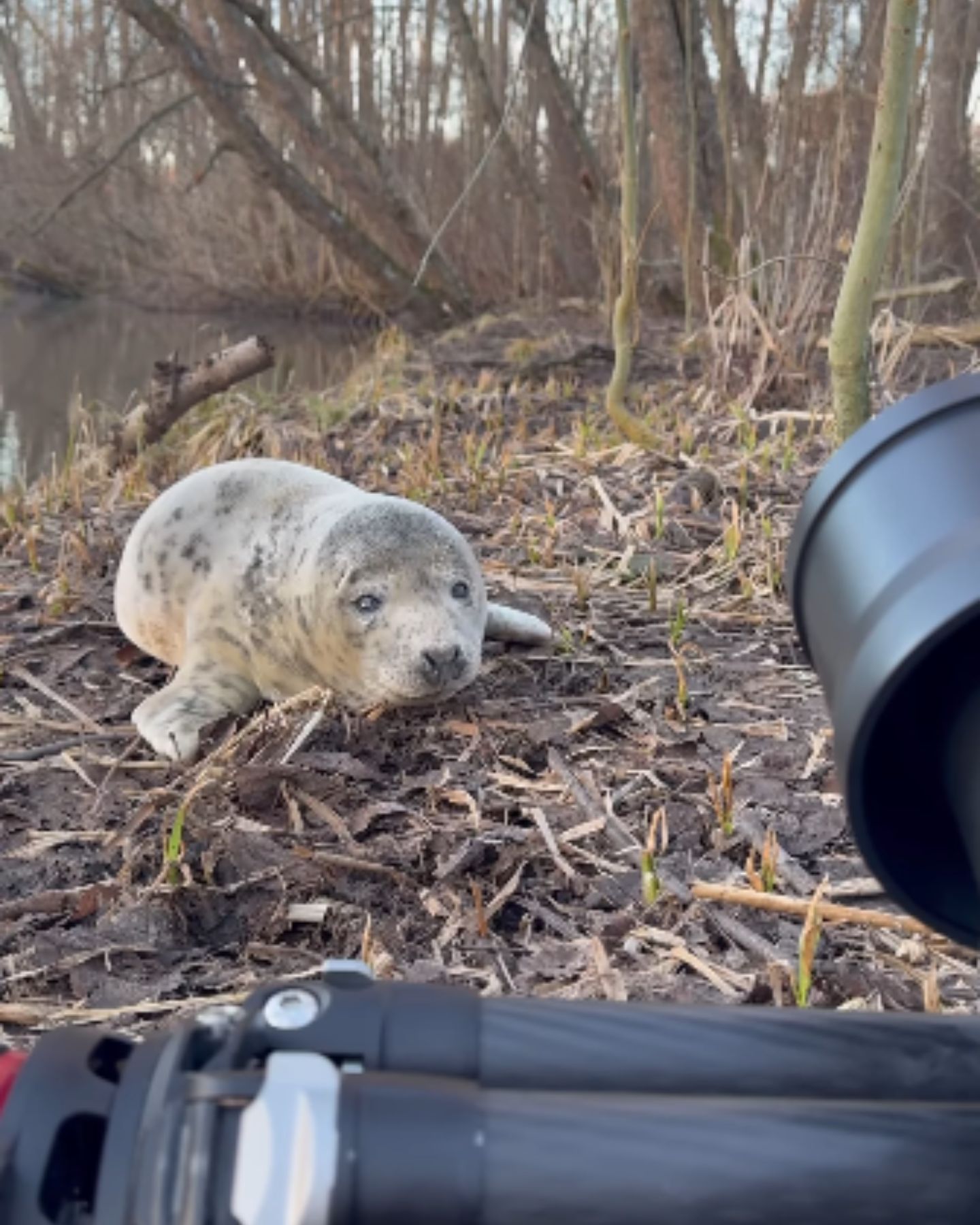 adorable baby seal
