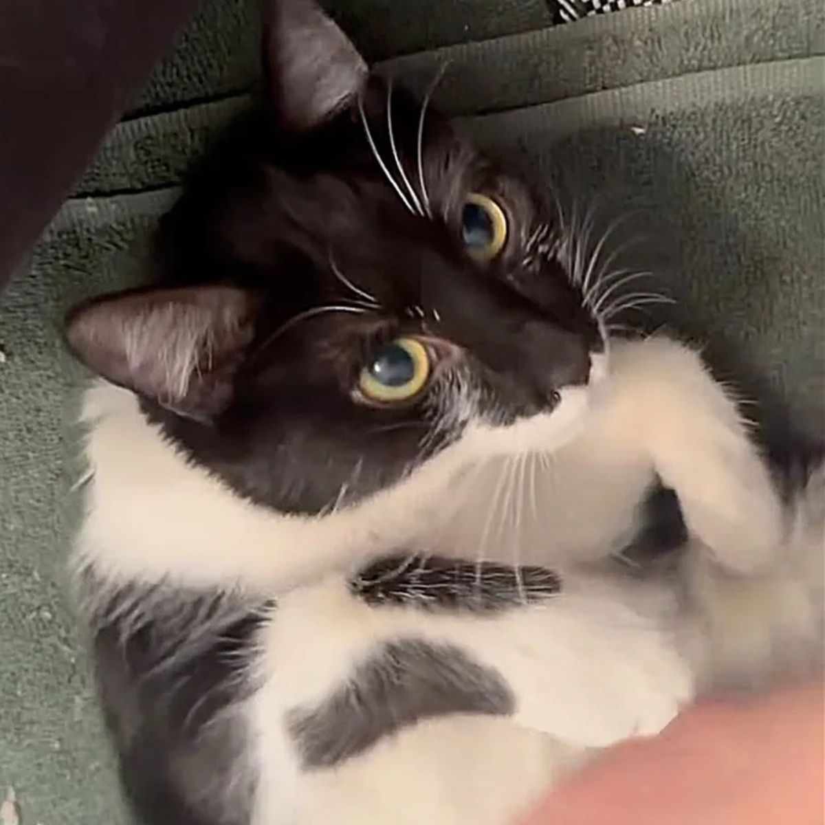 adorable black and white cat