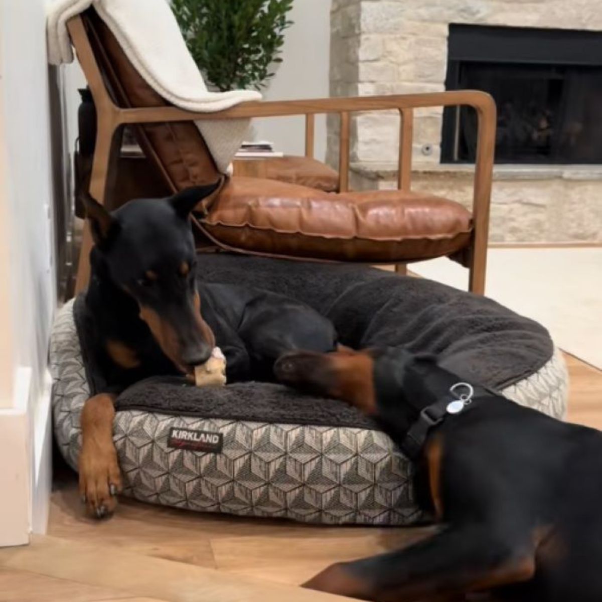 adorable black dogs