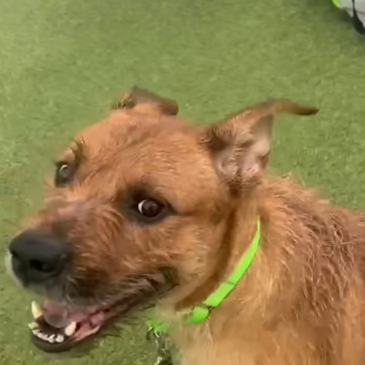 adorable brown dog