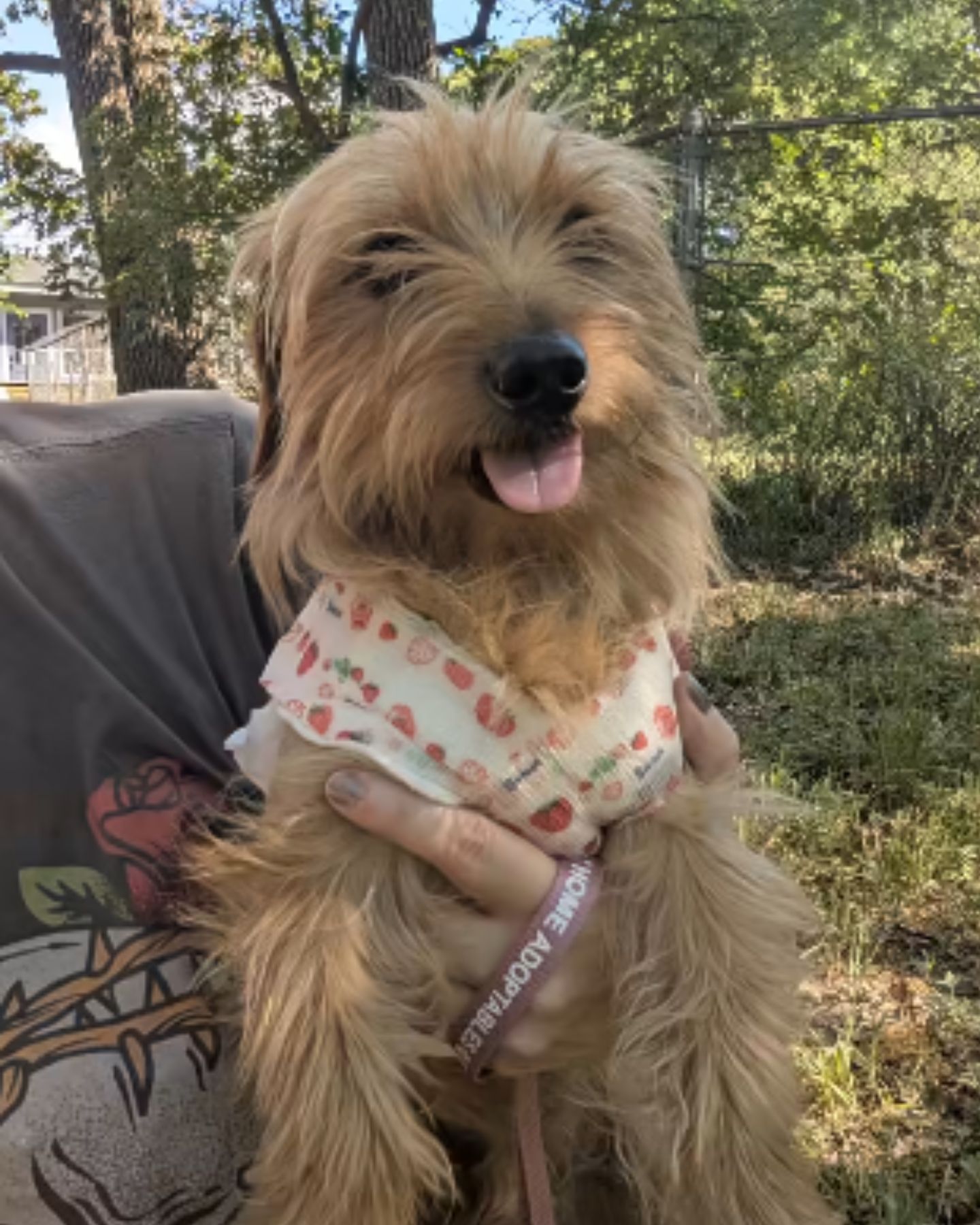 adorable brown dog