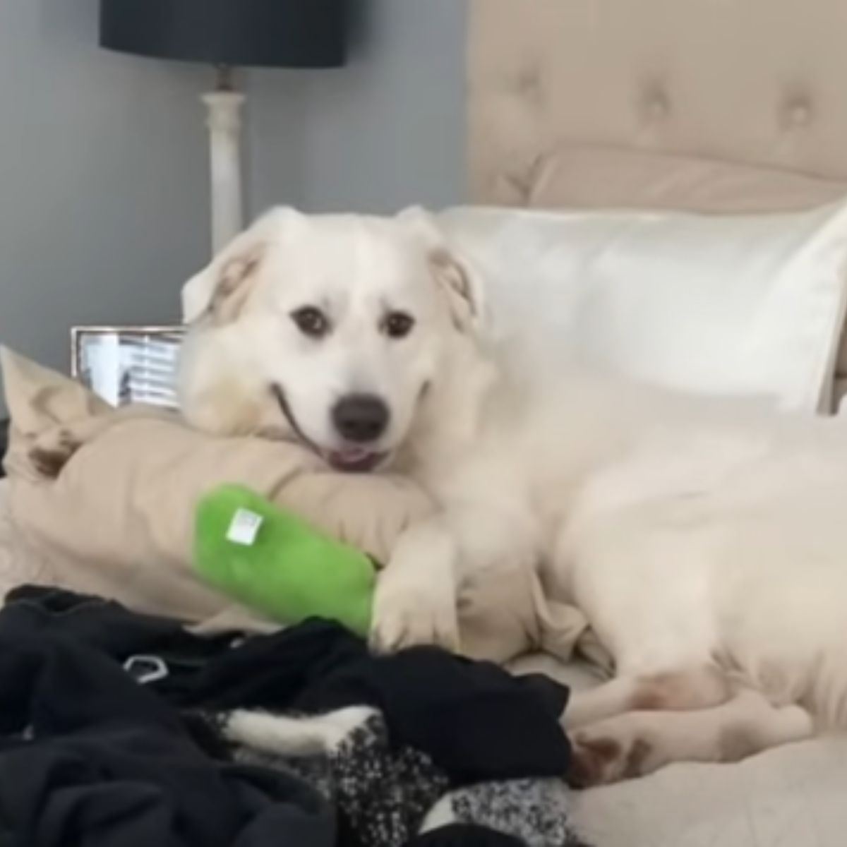 adorable deaf dog