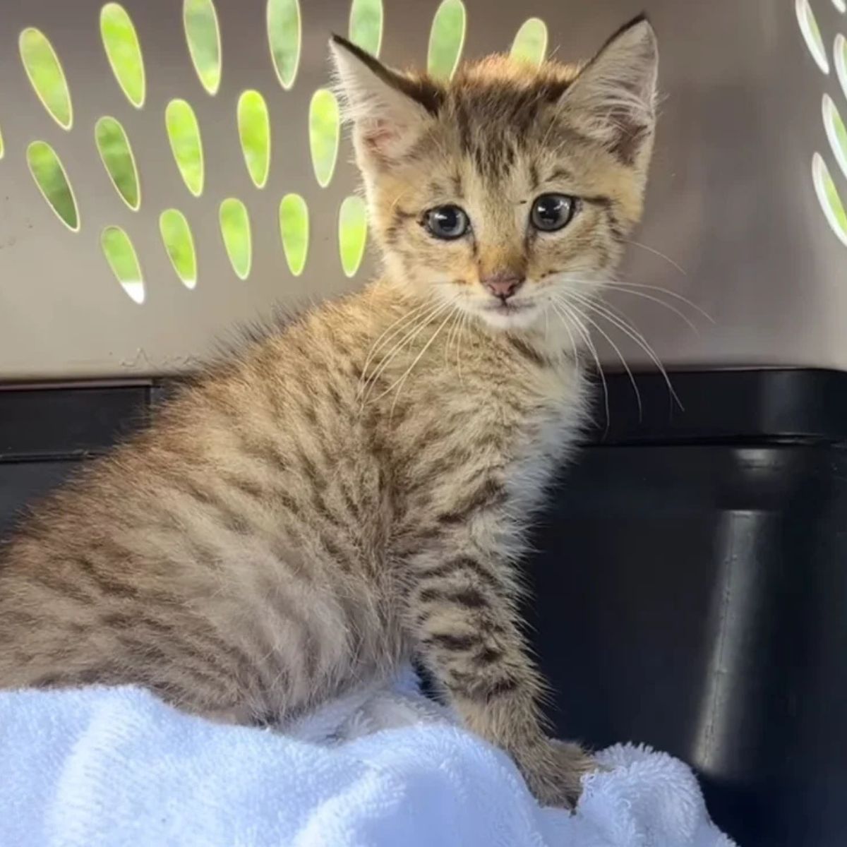 adorable kitten in crate