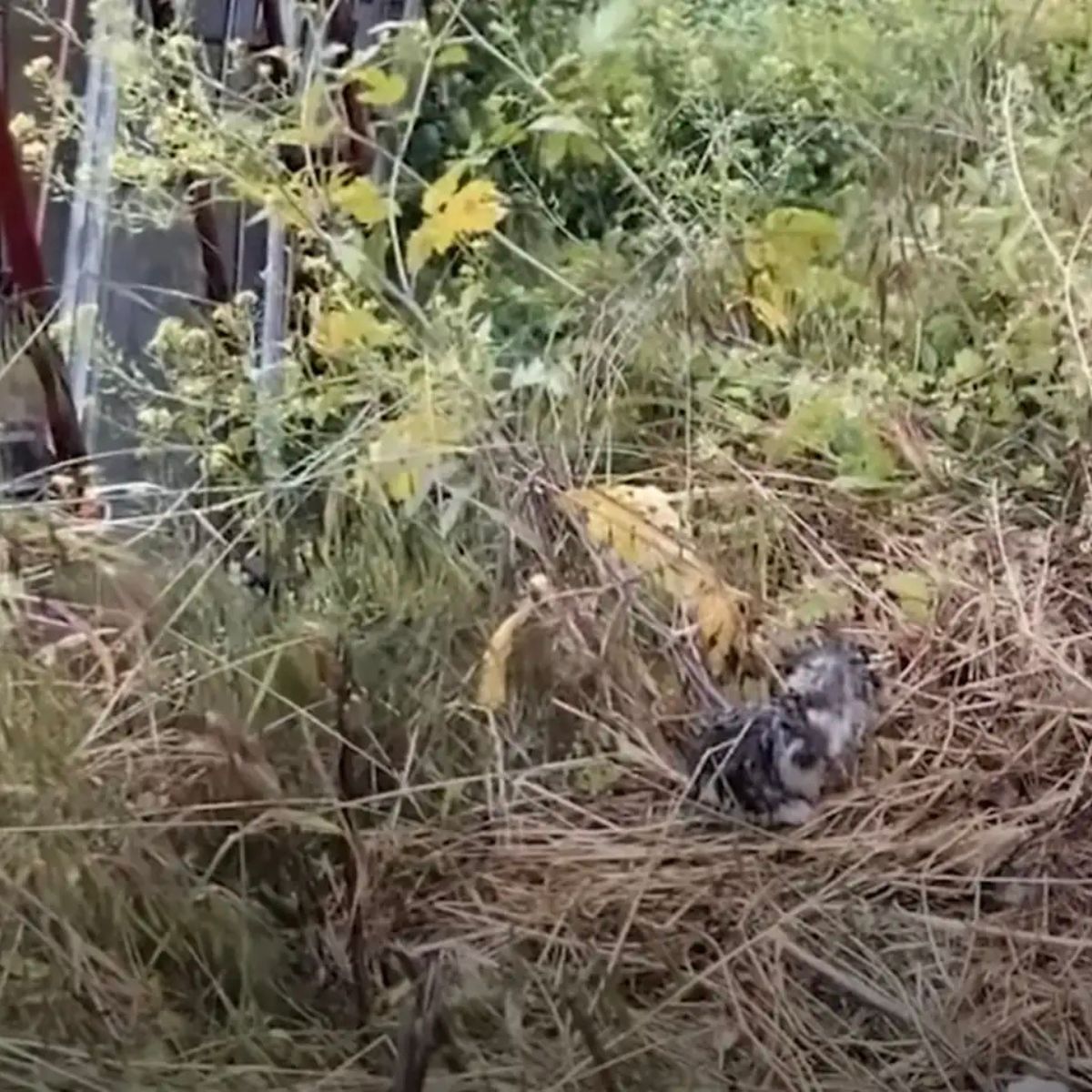 animals in bush