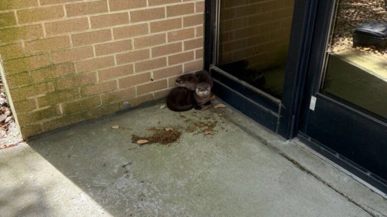 Virginia Navy Base Staff Stunned To Discover Two Wild Babies Outside Their Door