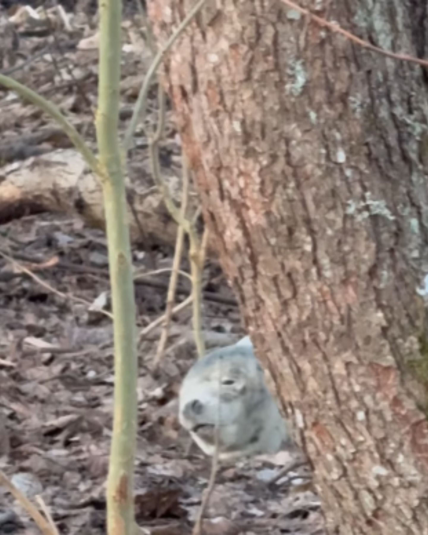 baby seal in forest