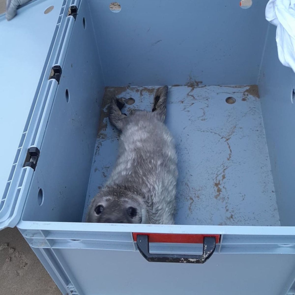 baby seal