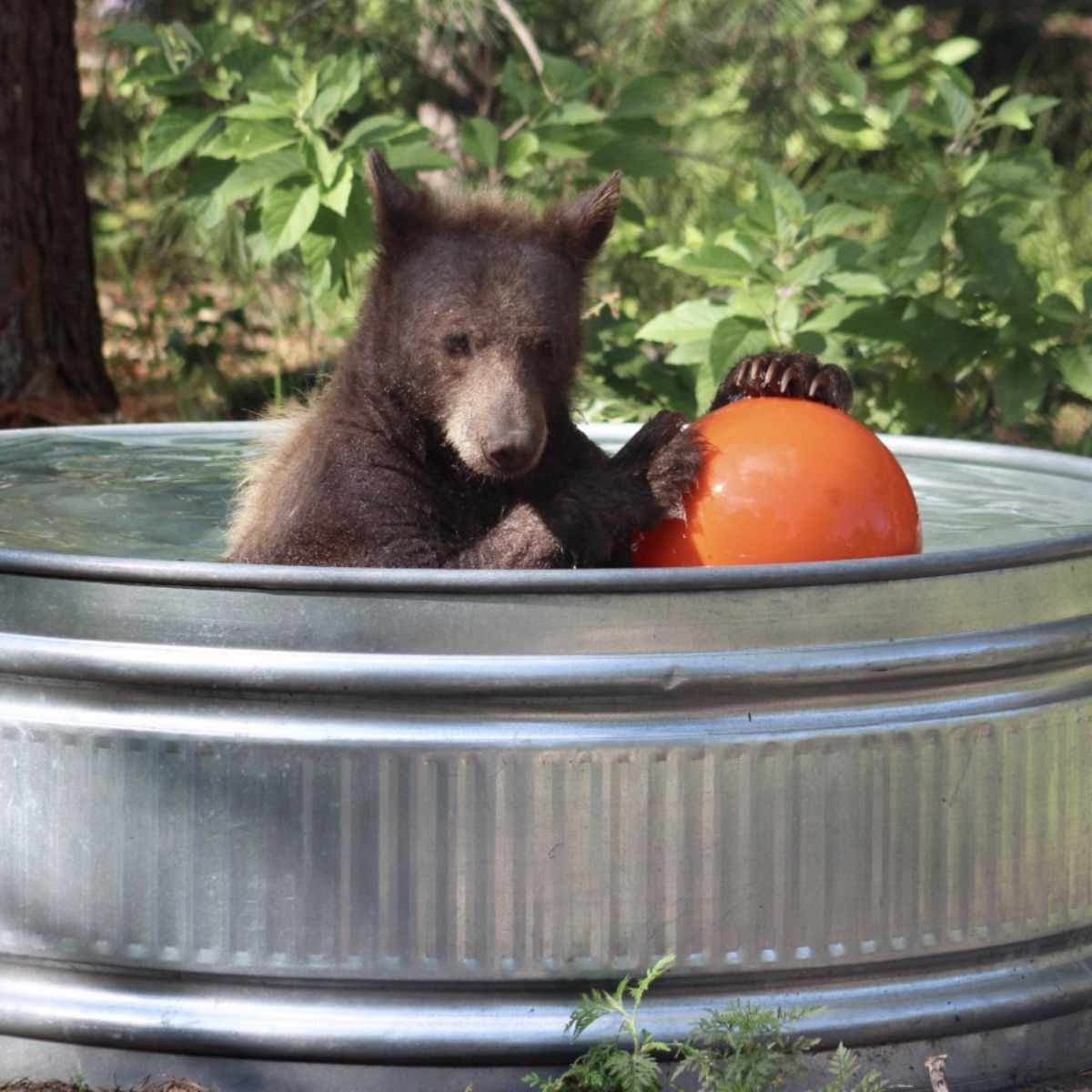 bear in pool