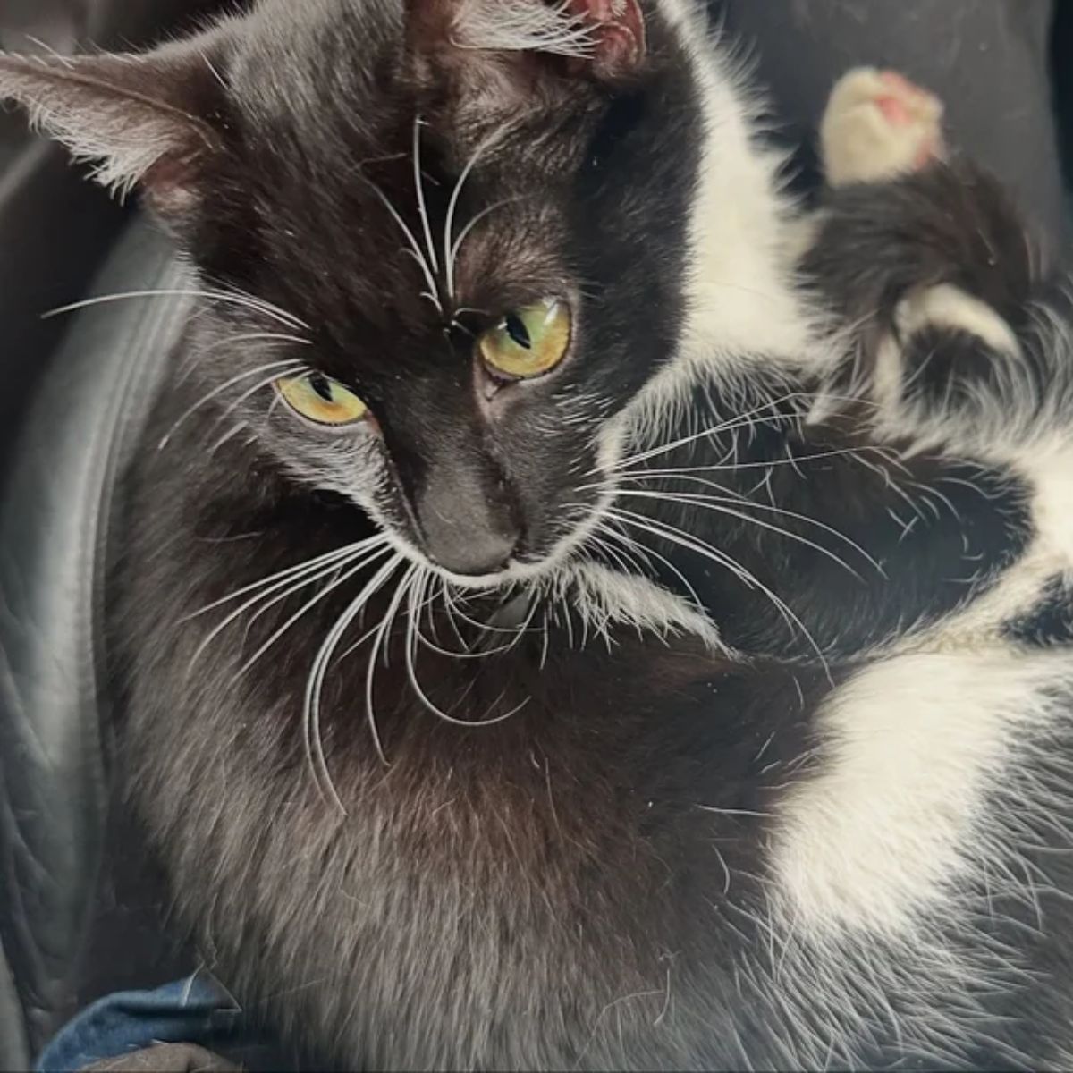 beautiful black and white cat