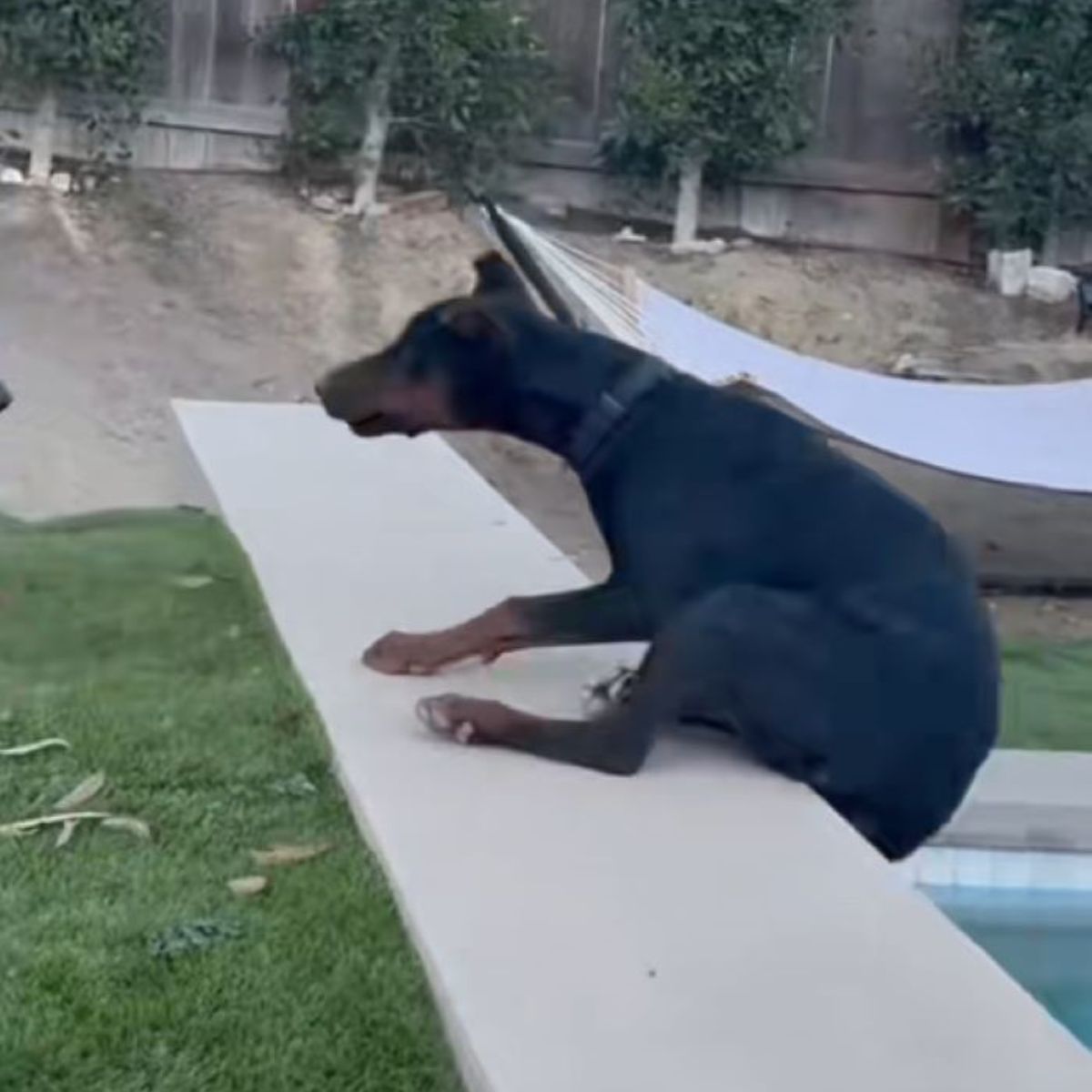 beautiful black dog