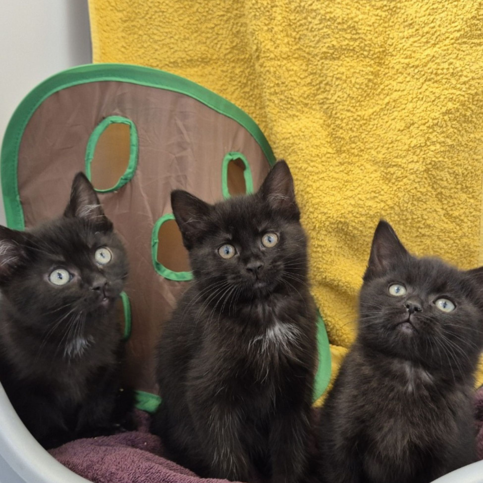 beautiful black kittens