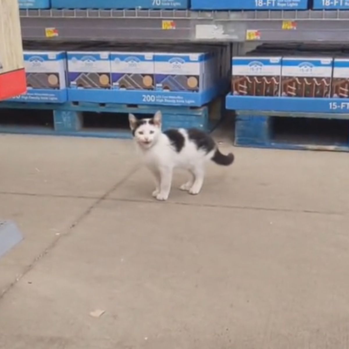 beautiful cat