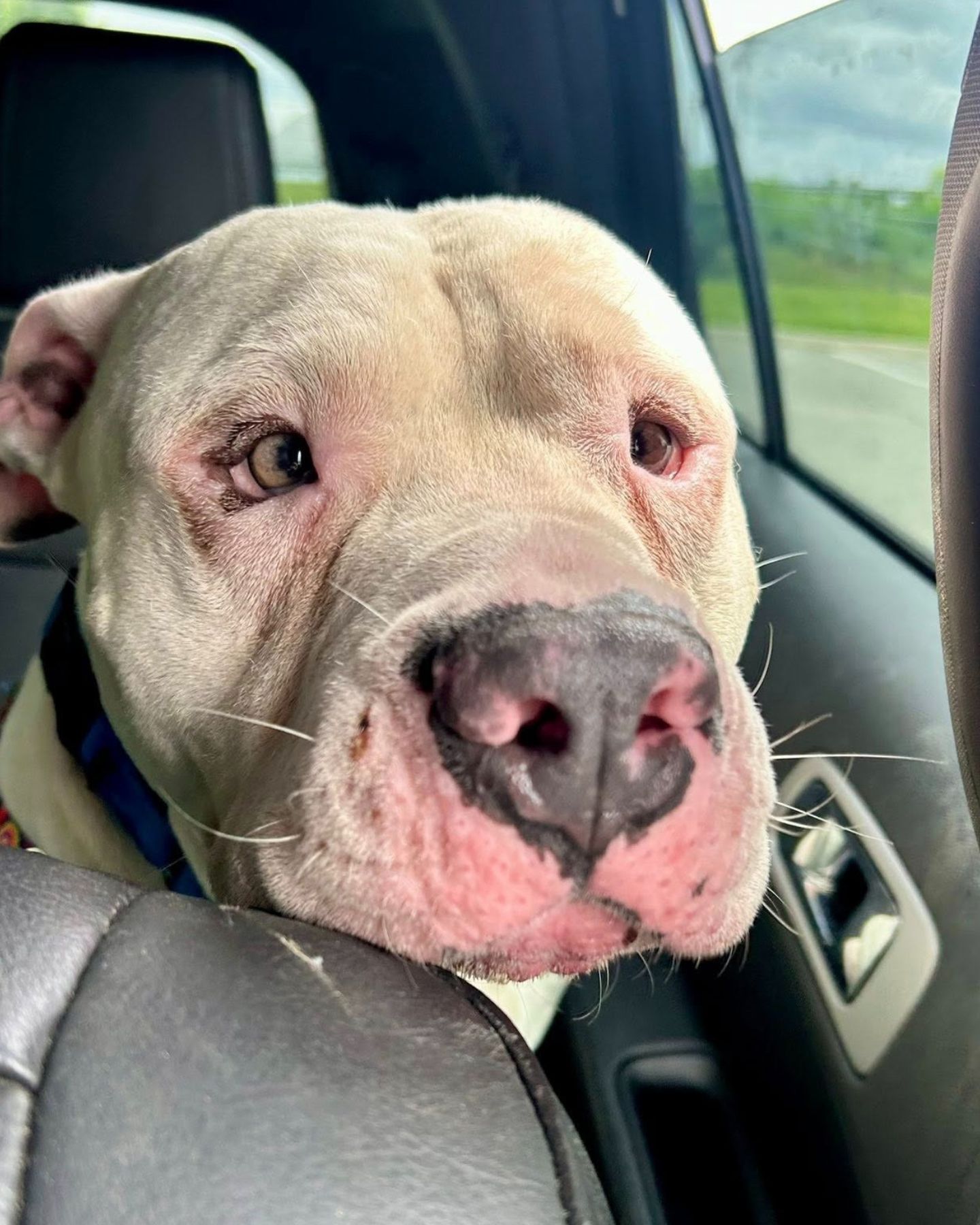 beautiful dog in car