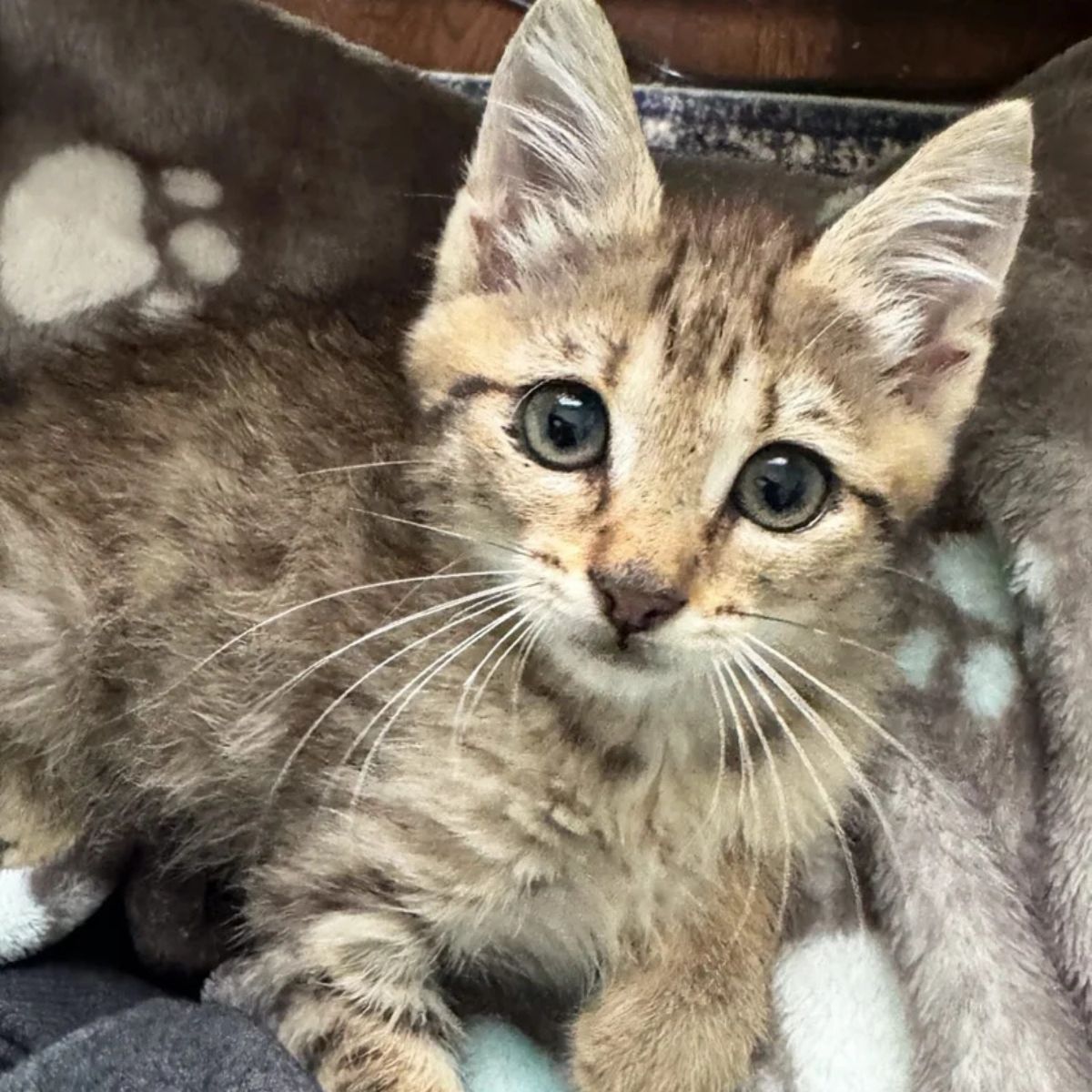 beautiful gray kitten