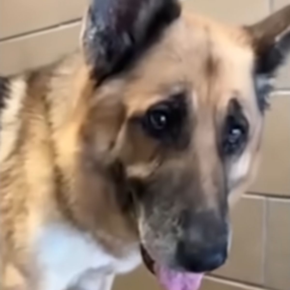 beautiful old dog