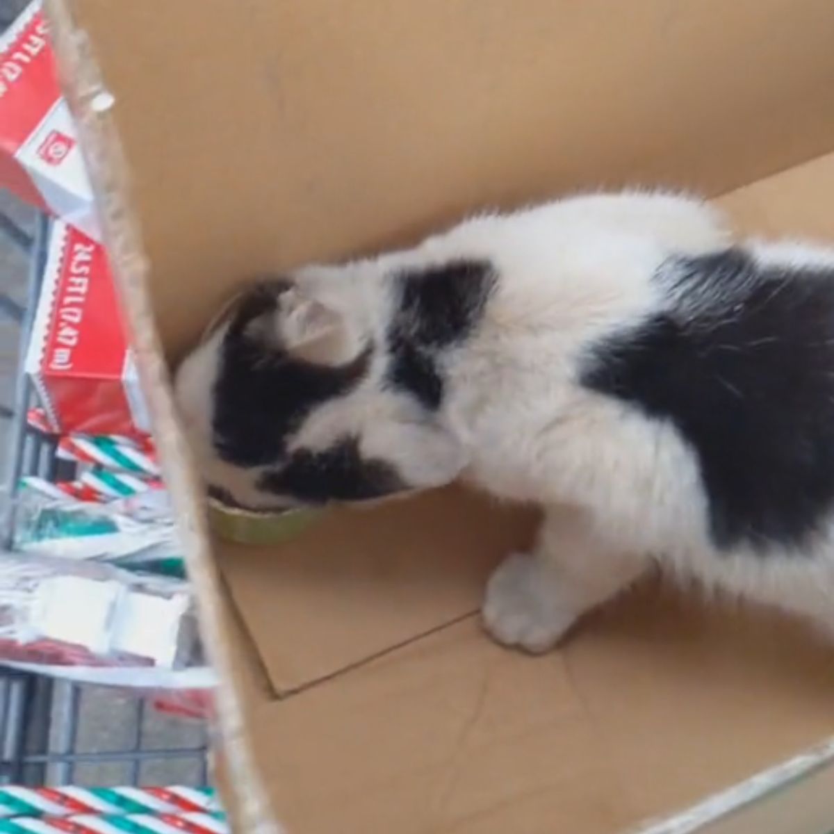 black and white cat eating