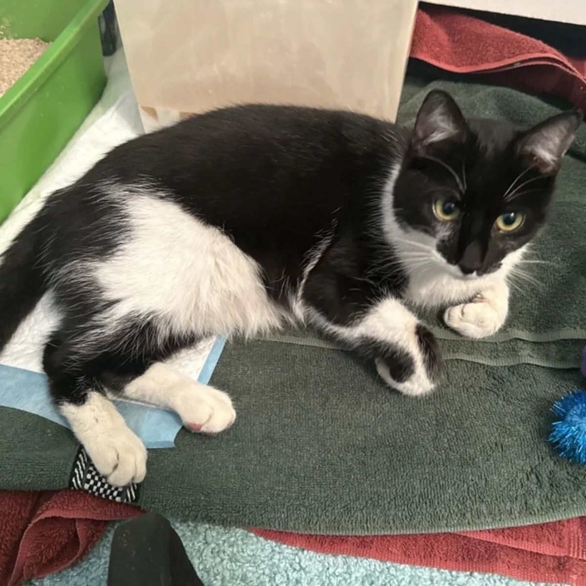 black and white cat laying down