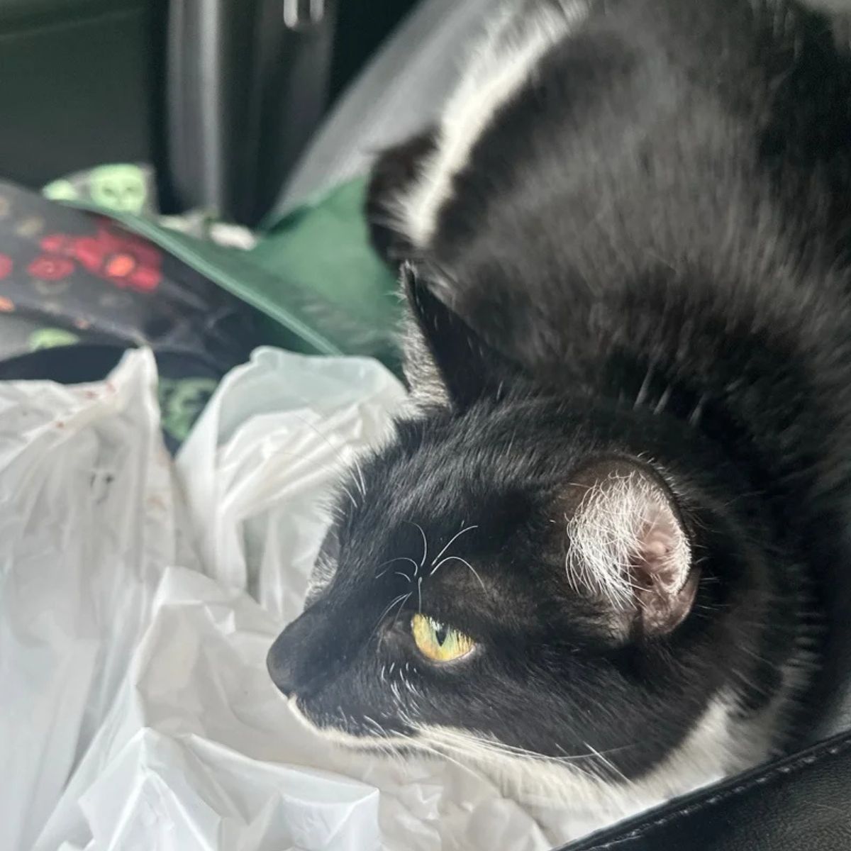 black and white cat